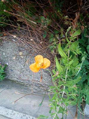 [Foto de planta, jardin, jardineria]